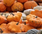 Festive Pumpkins