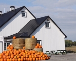 Pumpkins for Sale